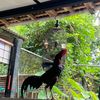 botoh_ayam