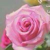 user9810757201697