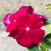 flores_112322