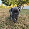 draco_the_menace