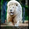 cherivahmed06