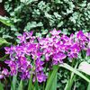 flordemariajoveld