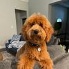 goldendood_tucker