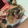 geraldine_p12