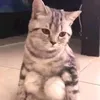 kdgjgcc