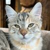 meowser17