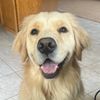 georgethegoldengirl