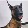 furmissilekisses