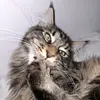 olivermainecoon34