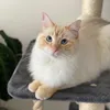 theodore_the_cat