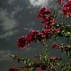 yara.ahmed0209