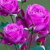 md.miraj.md.miraj91