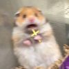 hamtaro_1988