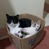 percivalisbored