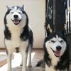 thehuskiesdym