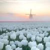 mish_497