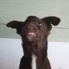 Rescued Animal Drive