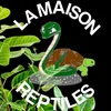 lamaison_reptiles