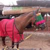 hadeirali97