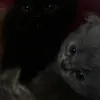 cat4you