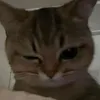 ltn_h6