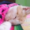 gatitos8766