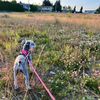 ourschnauzertales