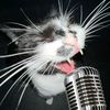 your_favourite_music_cat