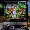 JUNGLY TIỂU CẢNH