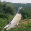 hamza.jutthamza