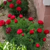 hawyar196