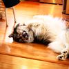 siberianhuskydad2