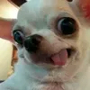 phuonganhh_33