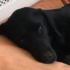 darcey_lila