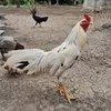 chaudangkhoa6822