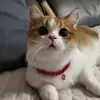cicipets1