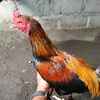 kandangbromo