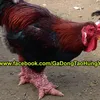 gadongtao.0944913586