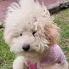 poodletoy_nina