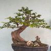 pt.bonsai_indonesia