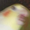 birdlover2468