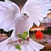 abdu.lrahim4