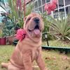 Summerthesharpei