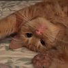catlover02040