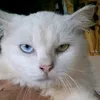 asma_dol62