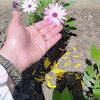 rahmounaa19