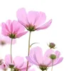 sweet.lay35816