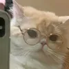 zofie492