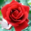 adit715722