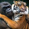Grand Wildlife